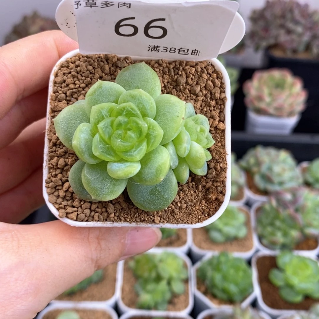 66号白冰双头一颗