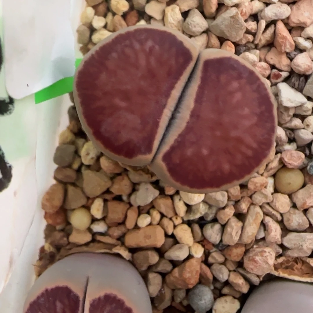 岛田红窗菊福利大棚直播