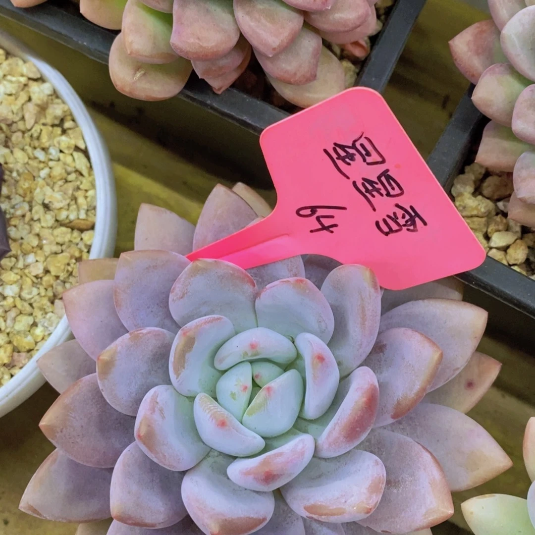 粉丝回馈专场，停播场