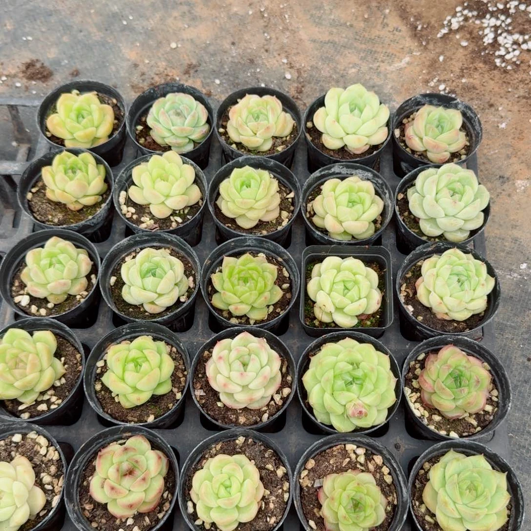 三颗麦秆量拍10-101