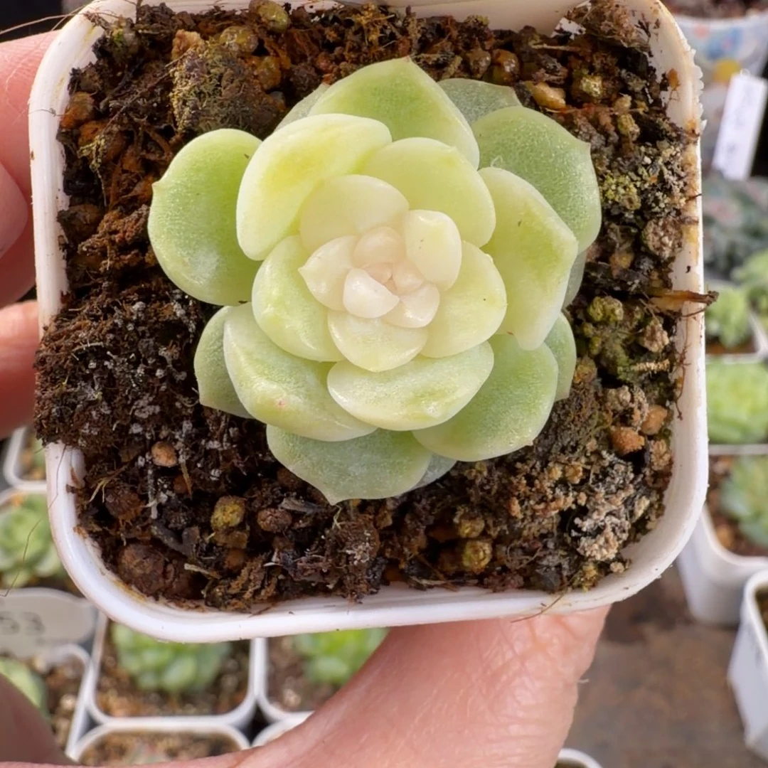 黄花花单头一颗63号