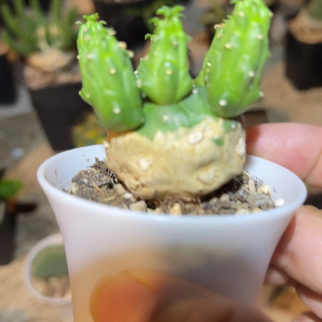 实生九头龙块根一物一拍