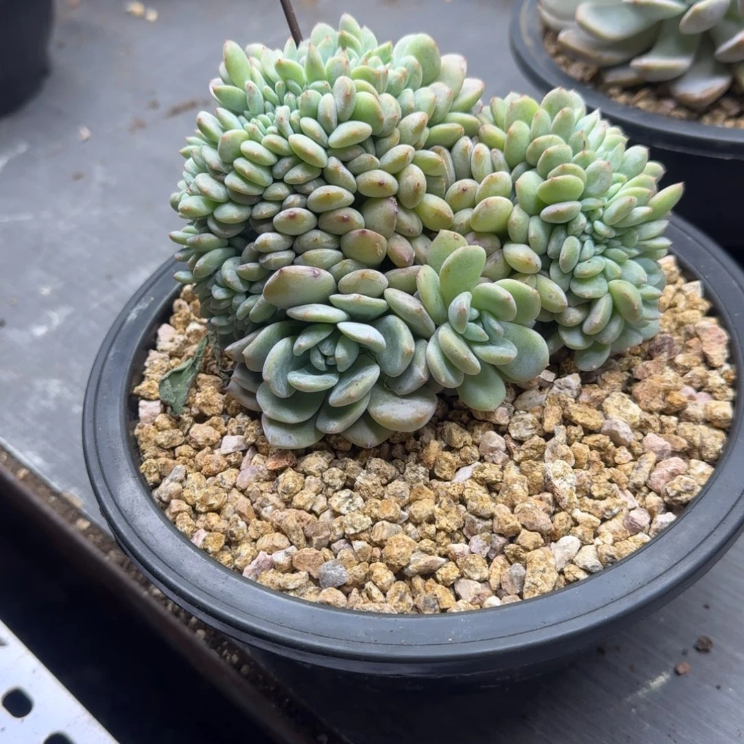 星影树缀无砍多肉