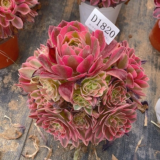 1820香妃多肉法师锦