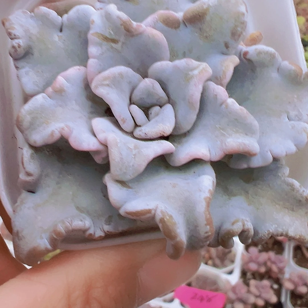 白饺子皮单头19包邮