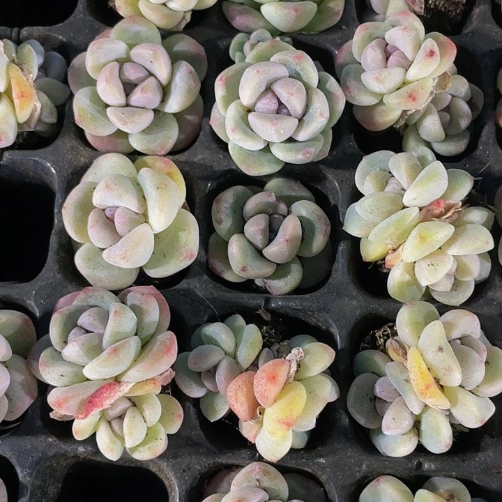 小紫冰玉1元带土发