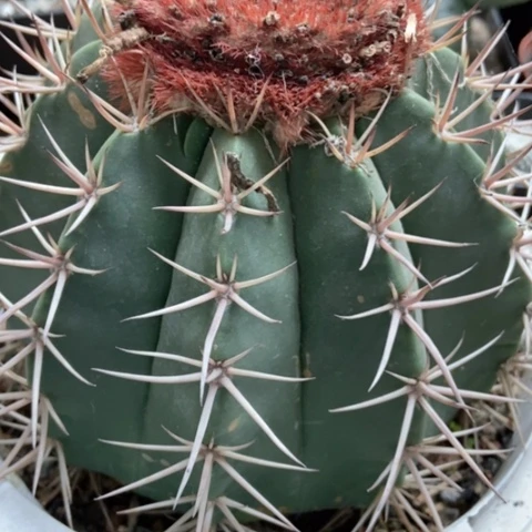 成云仙人球30米仙人球