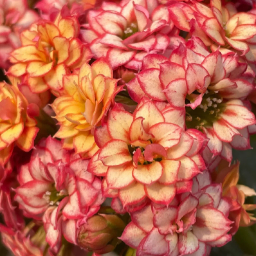 【彩霞】重瓣复色大花长寿花