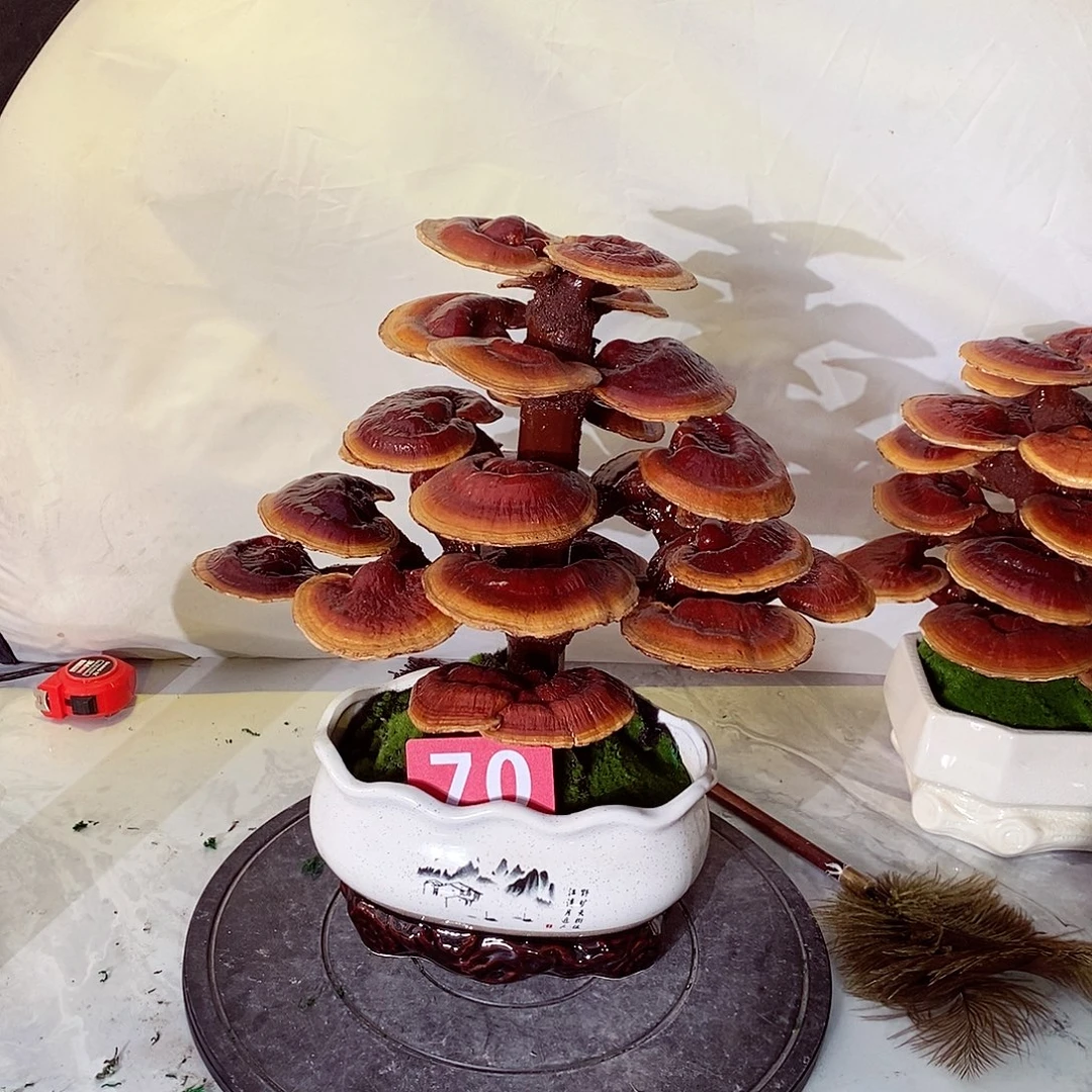 新***子无花朵发财树发财树发财树