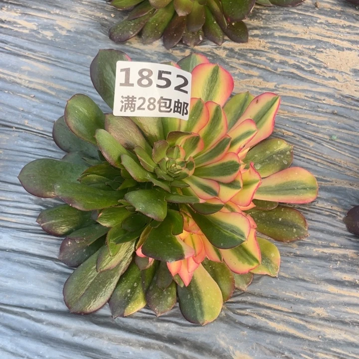 薇*1852二号棚七彩多肉植物M