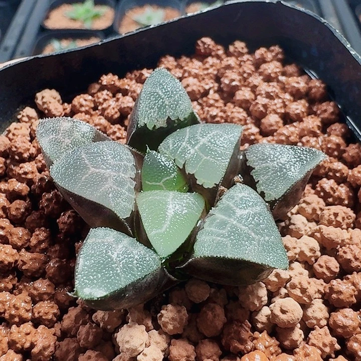 庄***庄十二卷 实生特选 福利