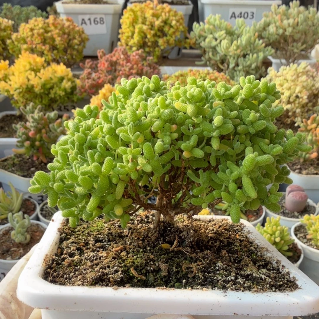 A411蜜橘糖球枝干