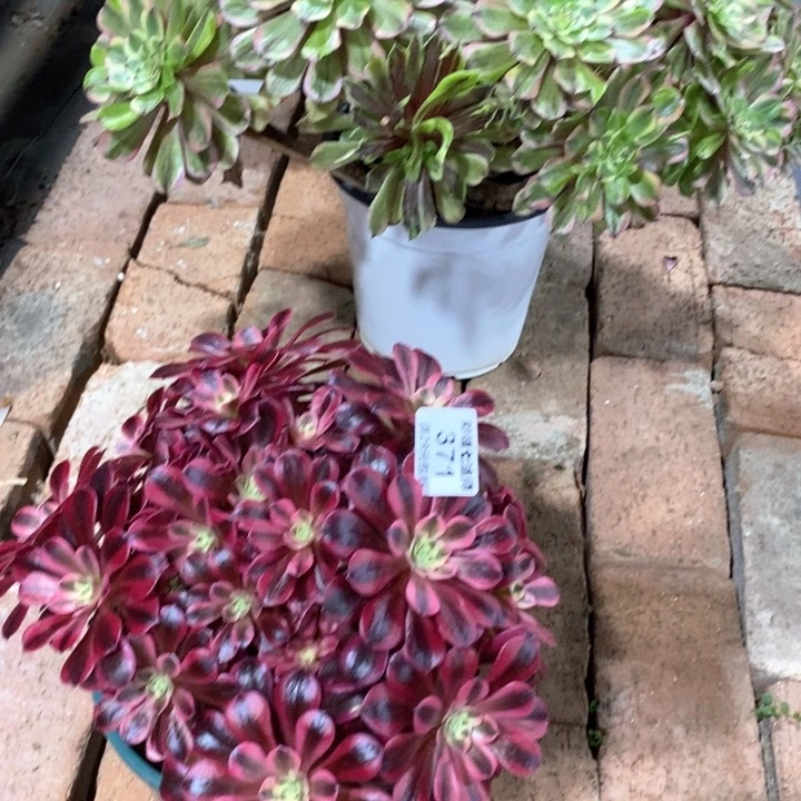 用****了多肉371。