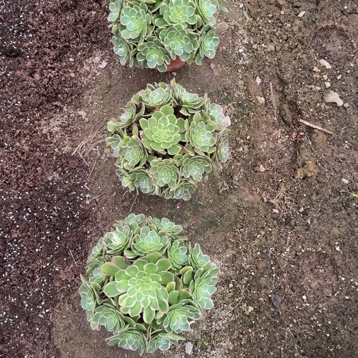 高贵一颗。多肉植物