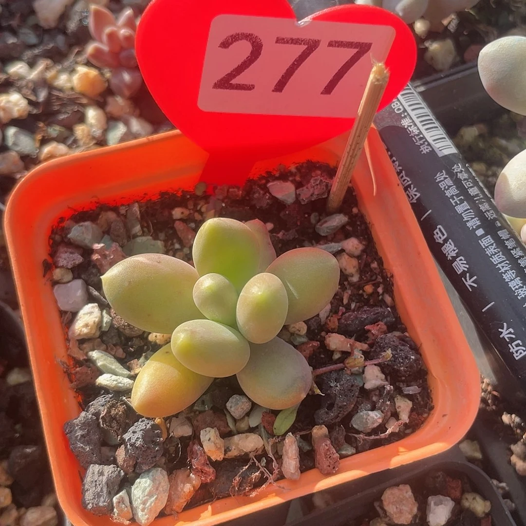 金蟾 脱土发货 7口盆