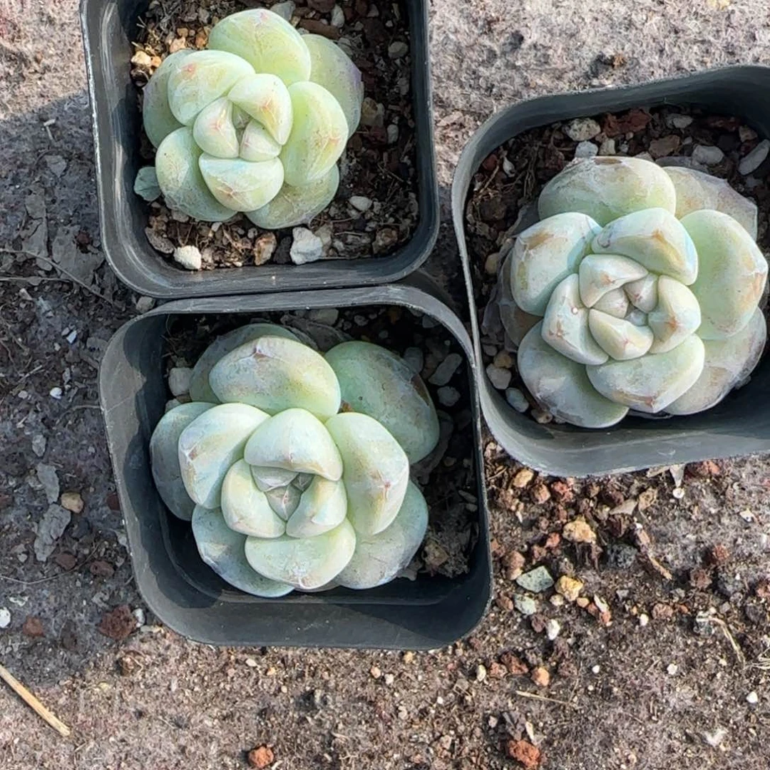 小卡拉米糖心一物一拍