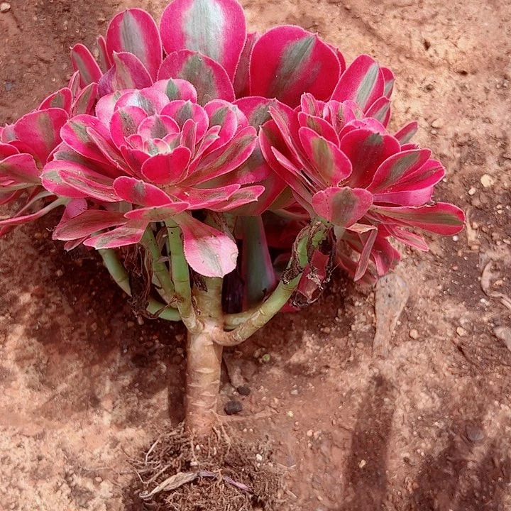 粉女巫戴崽多肉植物大战