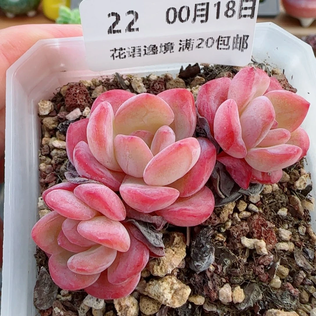 花语逸镜0018-22胭脂血