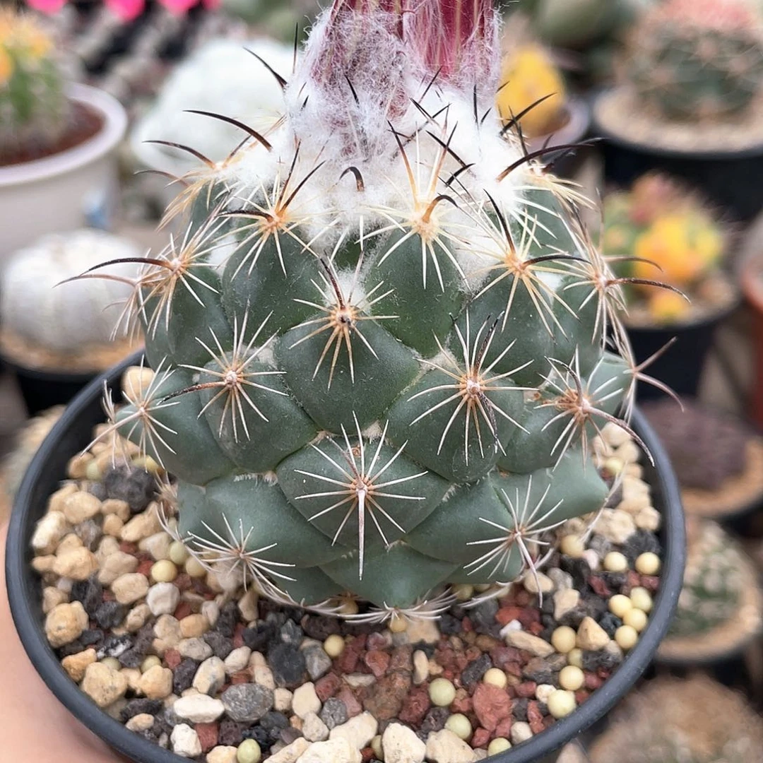 仙人球顶花球属一物一拍