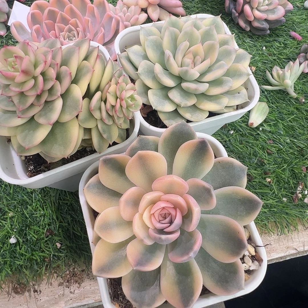 珂***肉多肉植物多肉植物