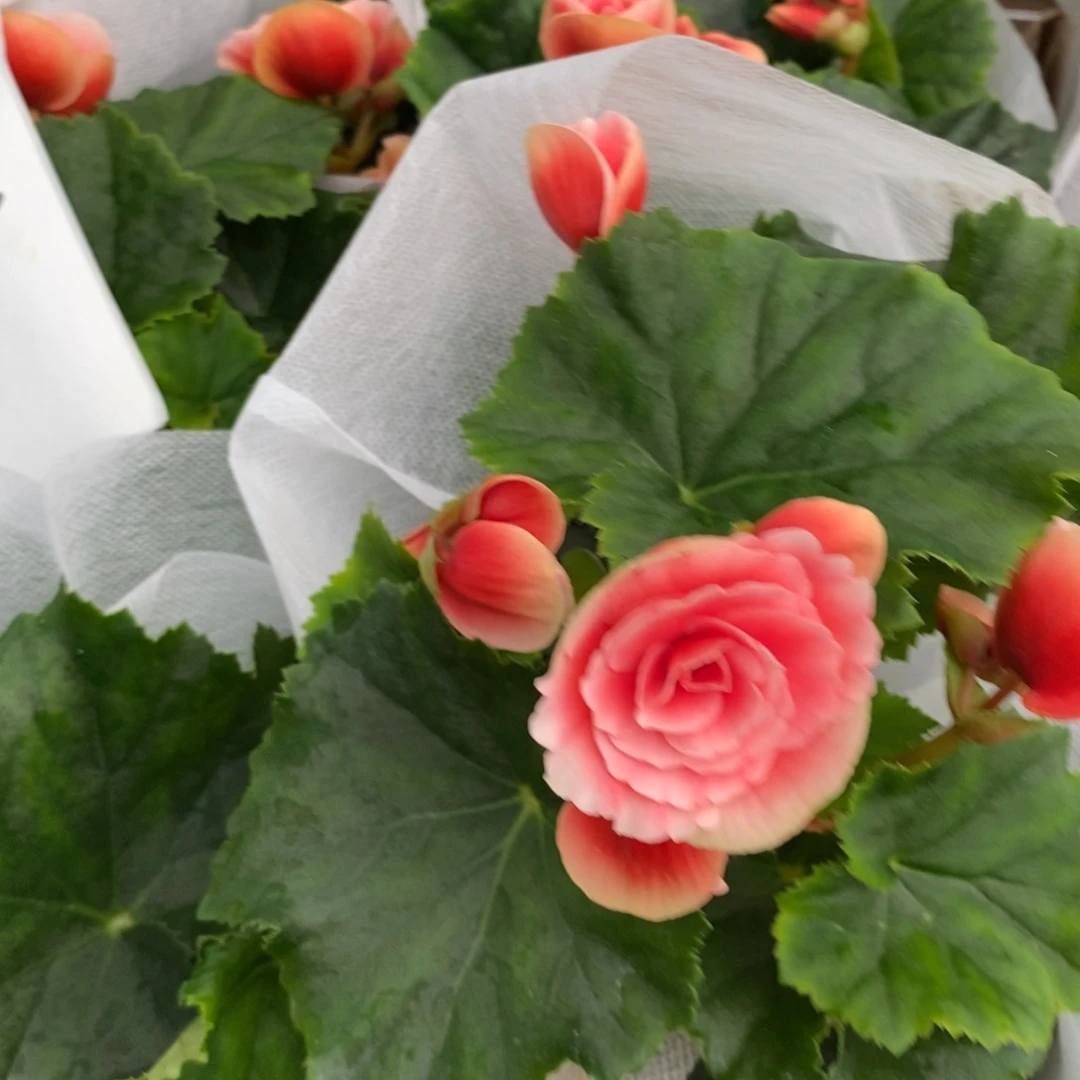 大部分开放少量花苞公主粉