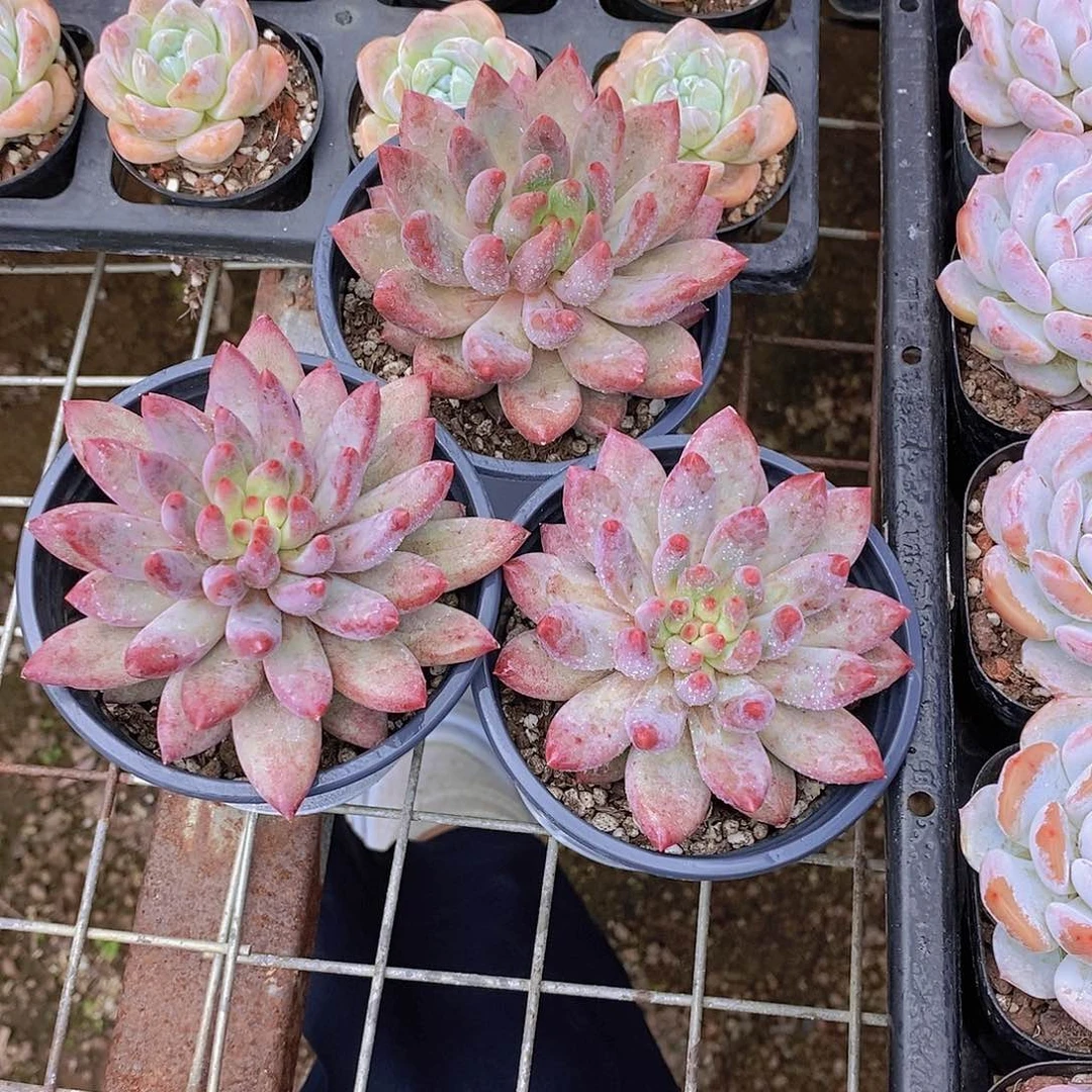 0723-虞美人单头福利一颗量拍