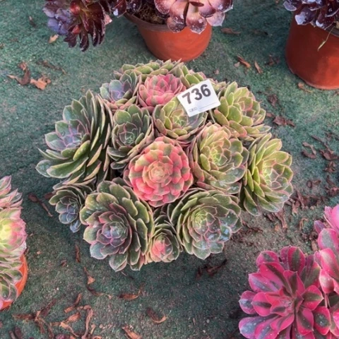 深***里736粉花妖朵朵多肉，