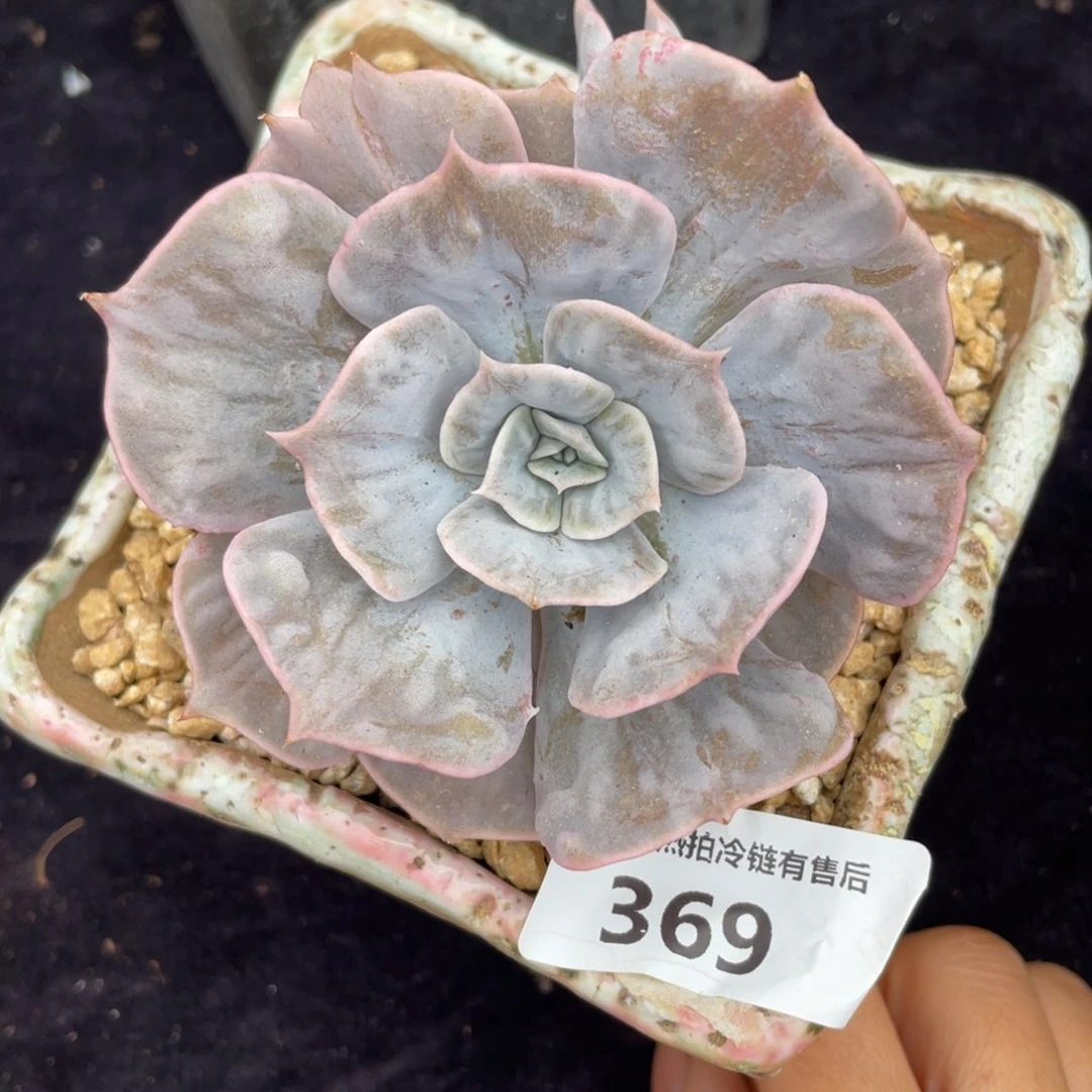 红****鱼369漫威锦小多肉植物