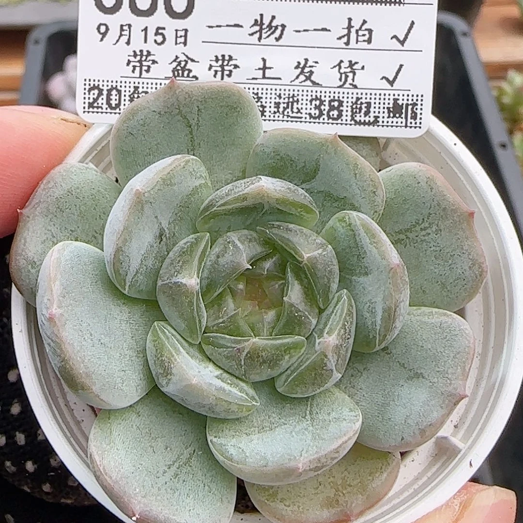 多肉0915--386吧白恋