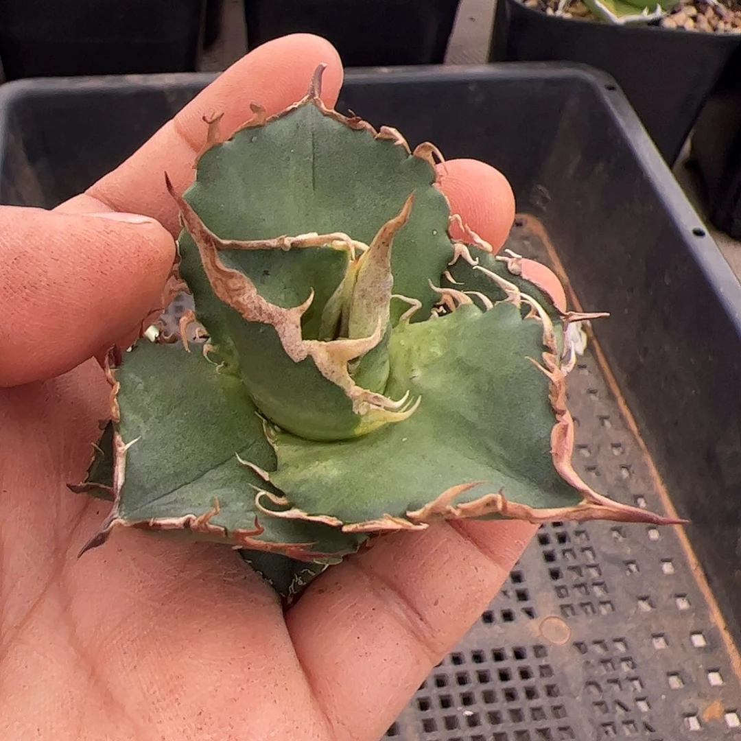 冬龙舌兰仁王冠顶芽