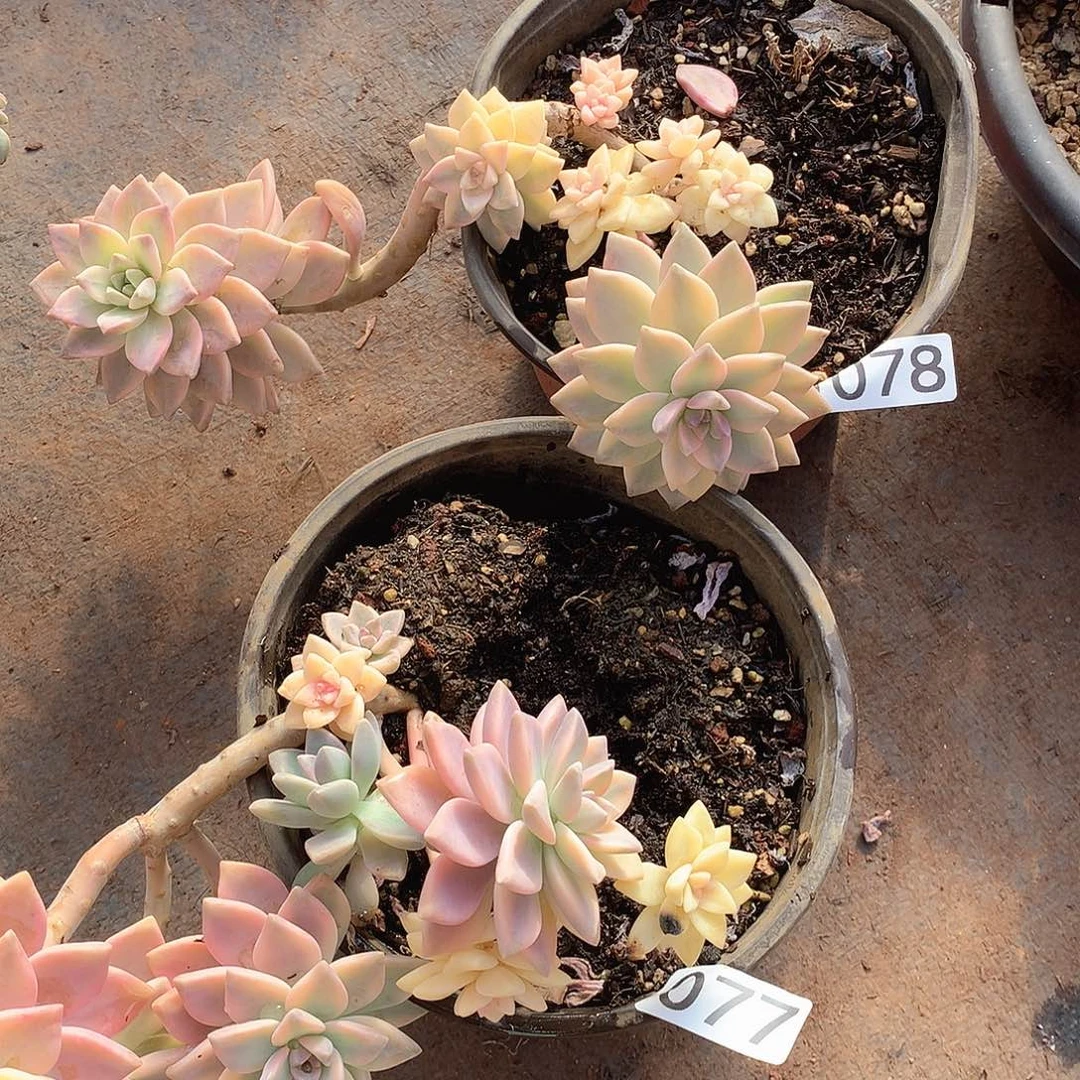 078 一物一拍多肉