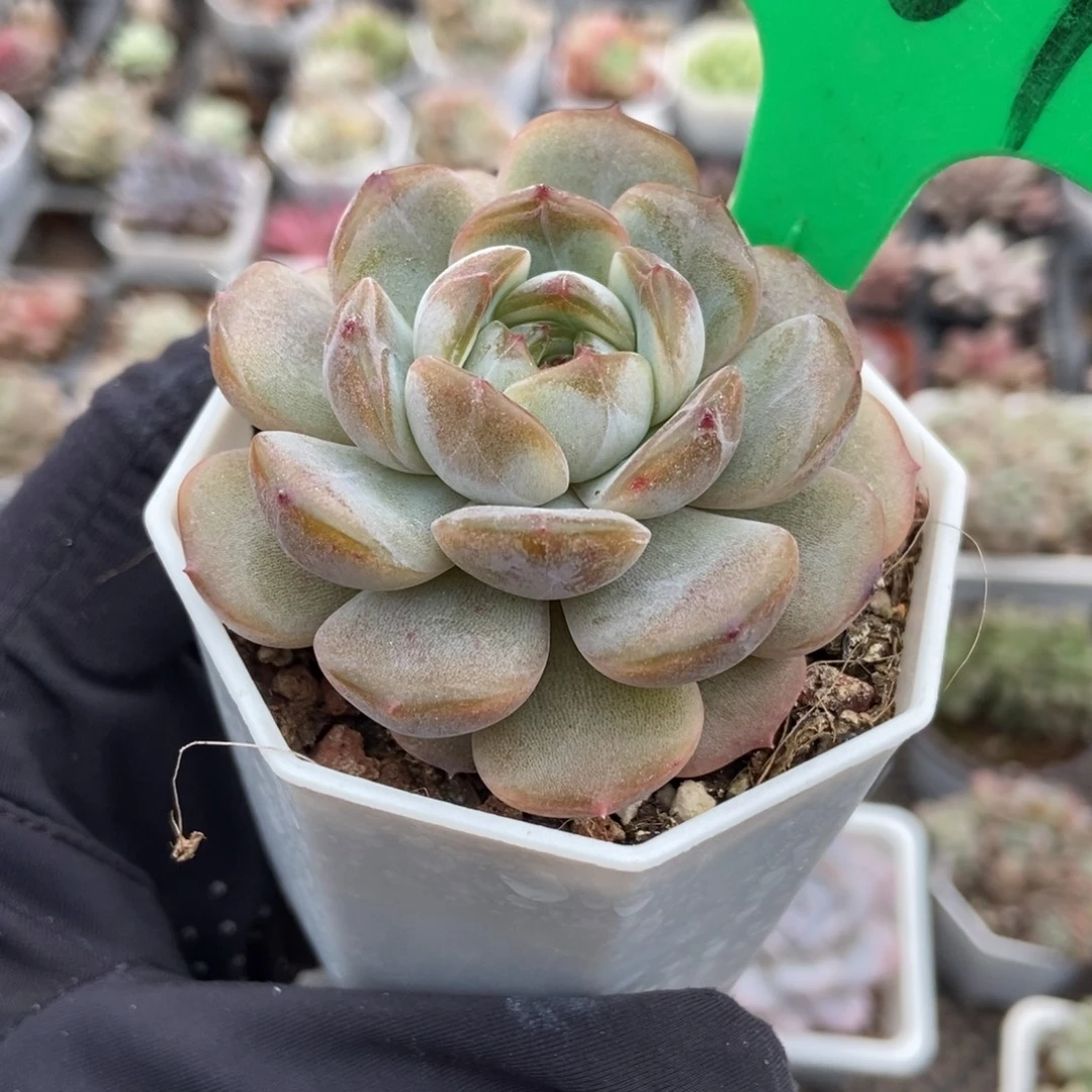 501红恋多肉植物多肉