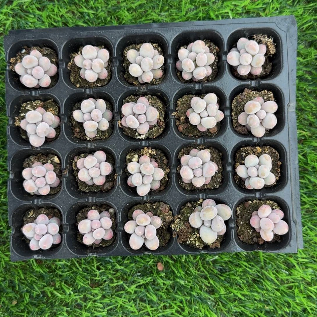 汤圆20颗一组带土球2公分左右