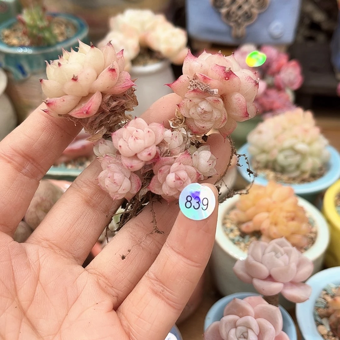 吴*茹839多肉脱土发货