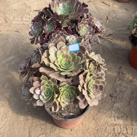 ****霖833多肉植物组合，