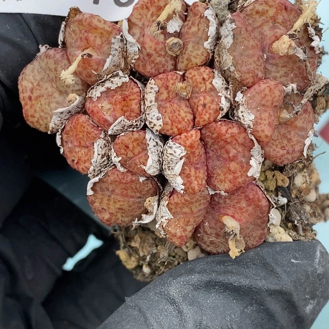 桃喜花园0421-75安贞