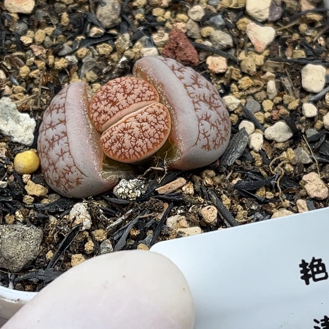 2211号一棵特选荒玉189