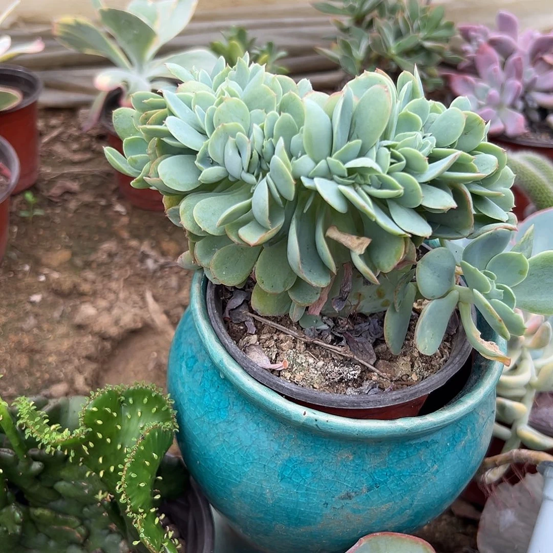 多肉植物碧桃缀化