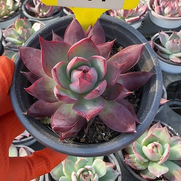 177 惊鸿仙子多肉植物7-9cm