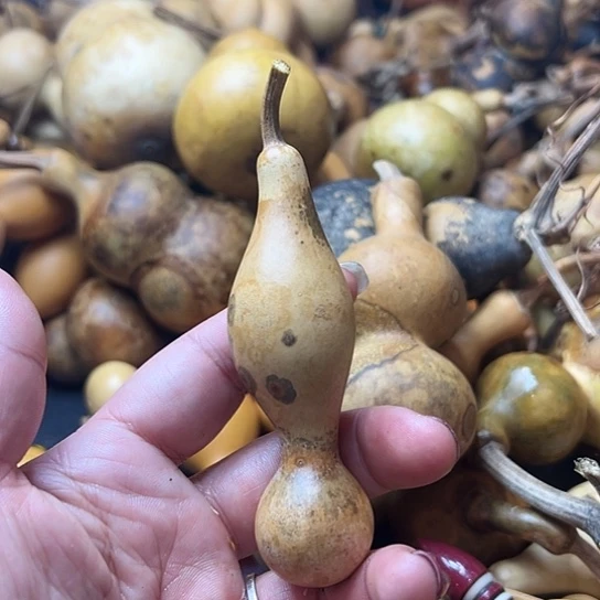 二*月葫芦葫芦葫芦葫芦