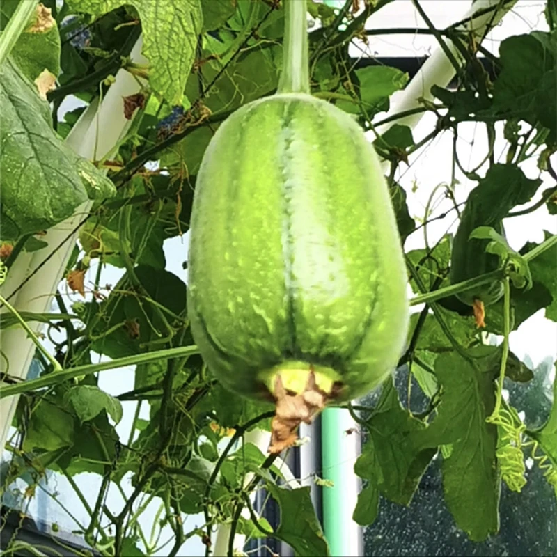 苹果丝瓜种子简单好种四季播种阳台盆栽小院种植夏季开花蔬菜种籽