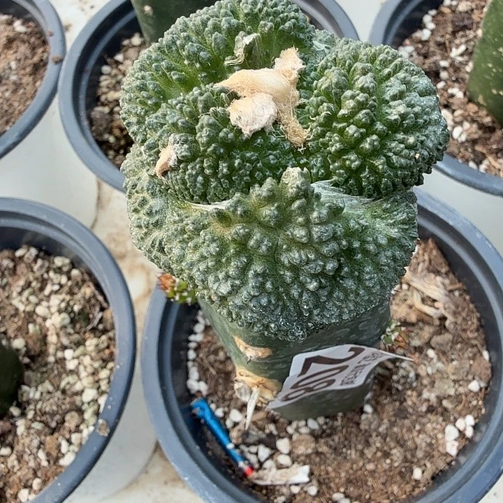 无花朵208大尤哥斯拉东二