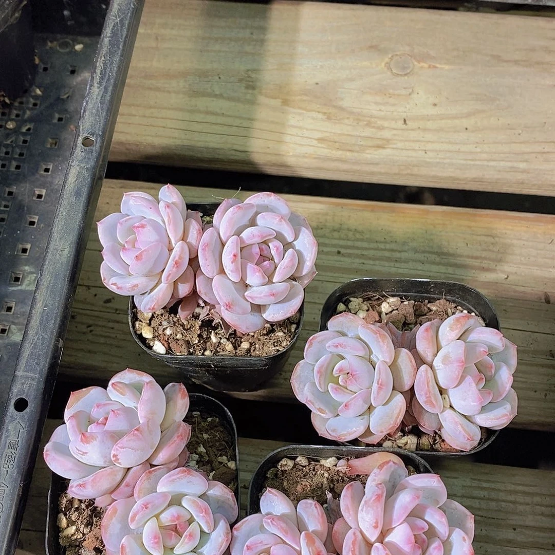 0511-小脸星星橙双头一颗量拍