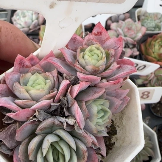 43冰片锦多肉植物多
