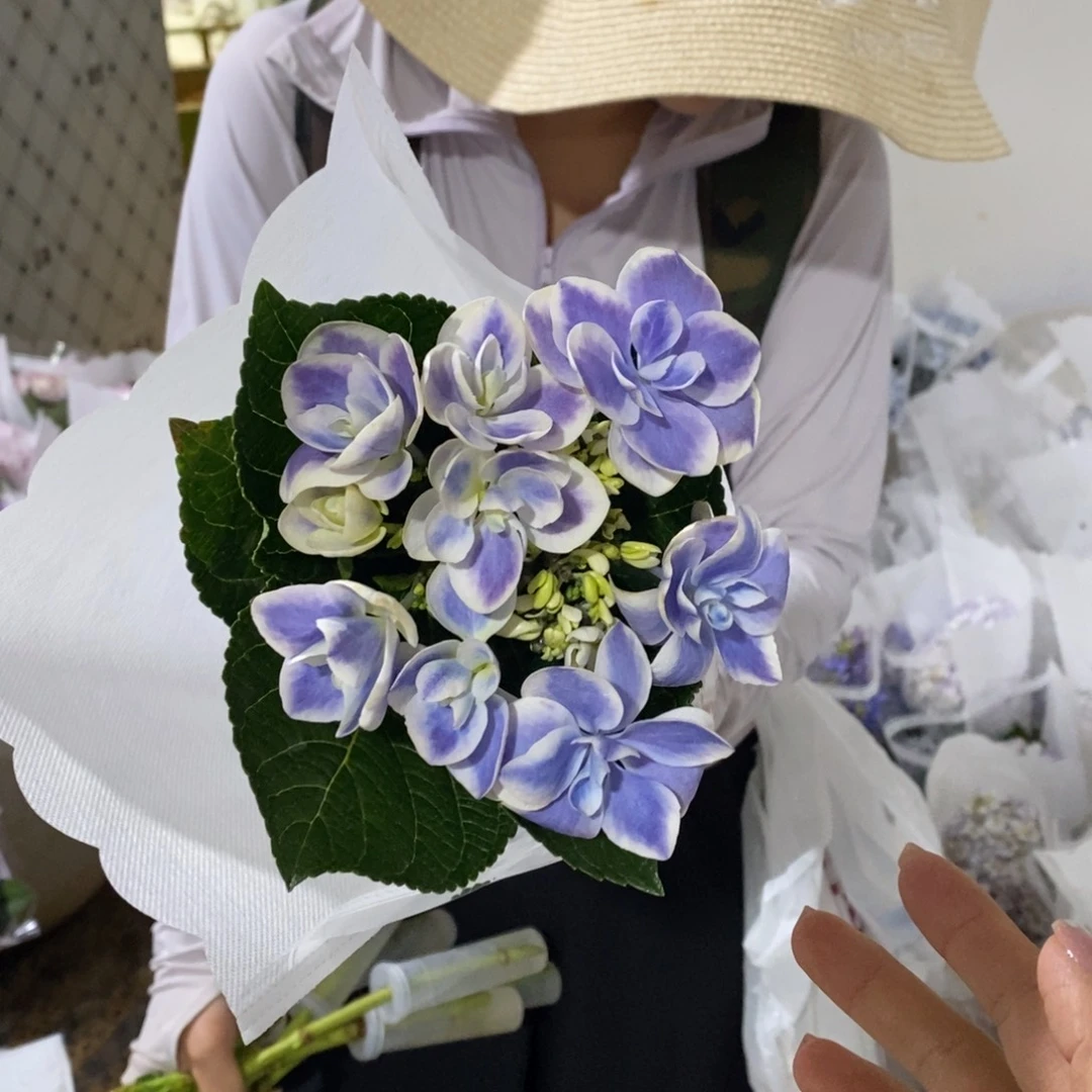 827号绣球/有色差介意勿拍（3单冷链包邮、偏远补运费发德邦）