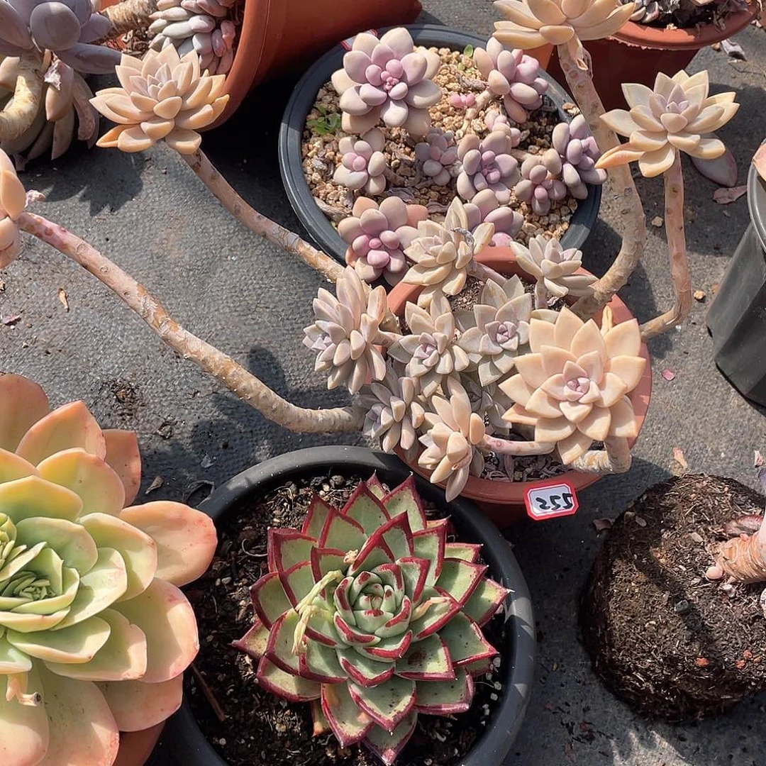 255淡雪 一物一拍多肉