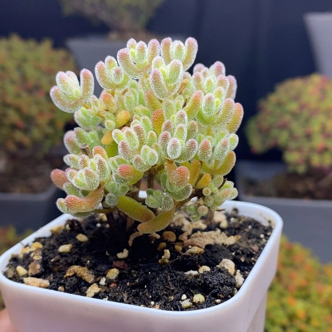 无花朵12号优选冰晶枝干