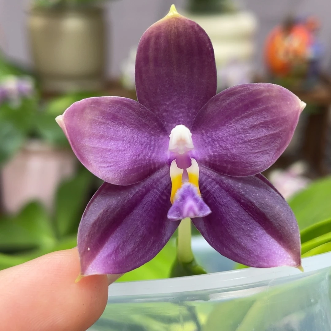 大部分开放少量花苞