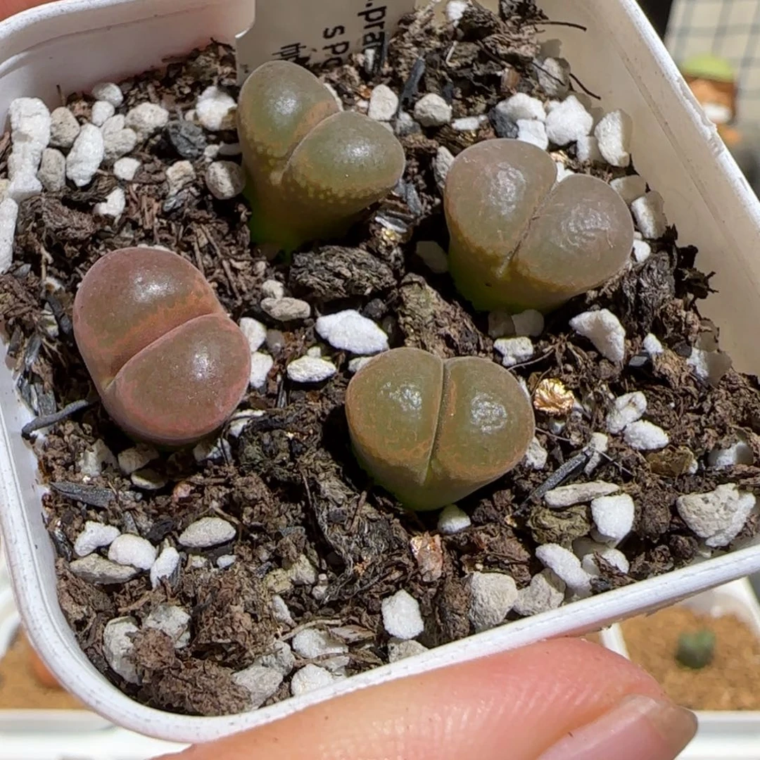 肉锥多肉植物组合-帕法德一盆1063