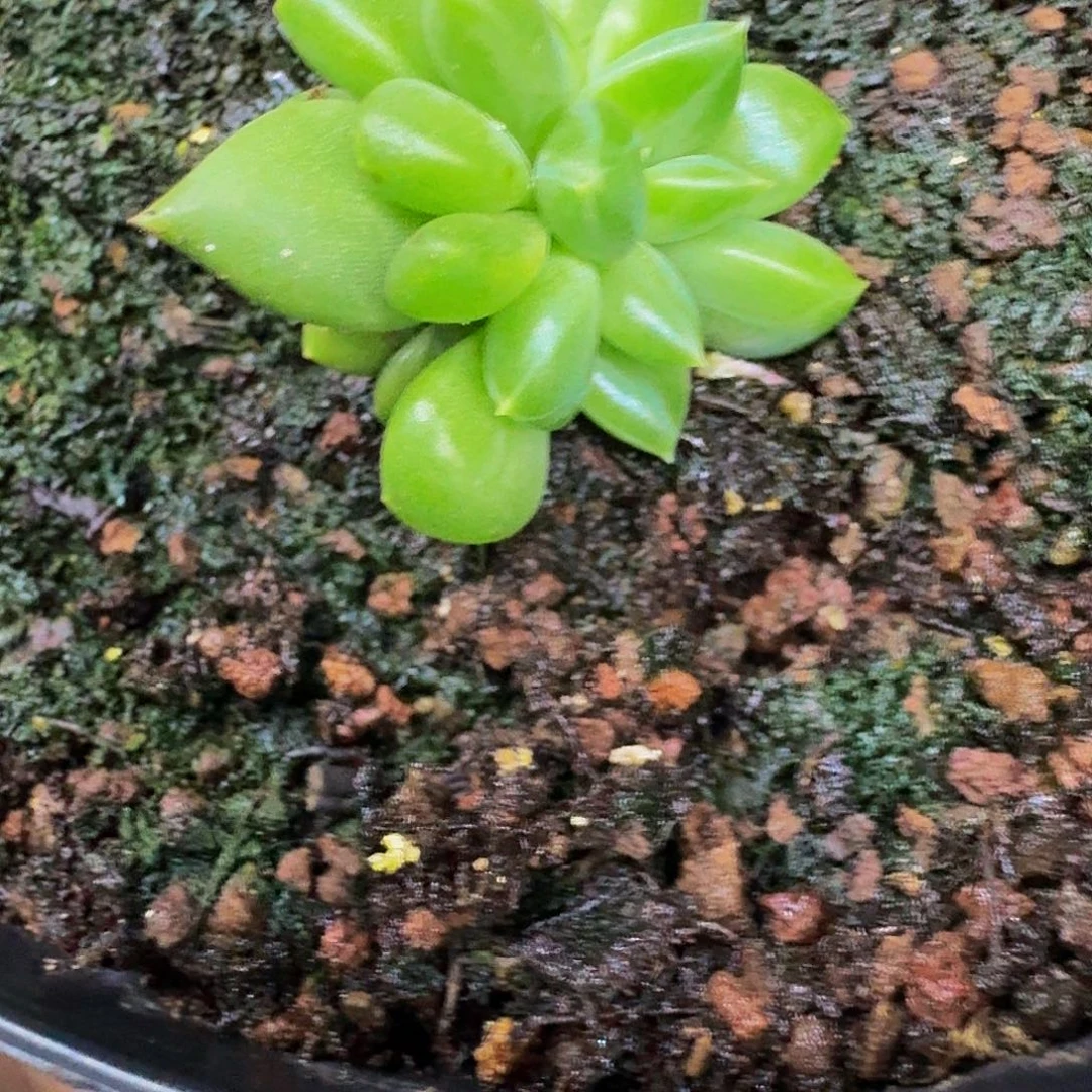 蛋***苏千手5头群生一物一拍
